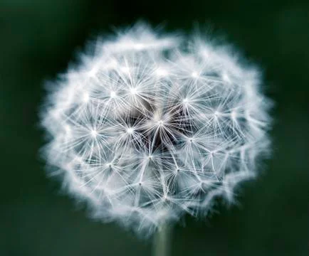 Dandelion Stock Photos