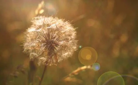Dandelion Stock Photos