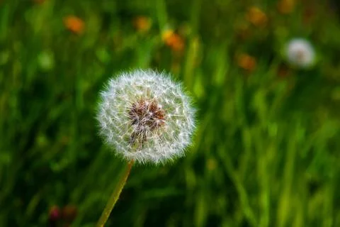 Dandelion Stock Photos