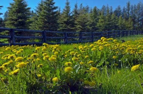 Dandelion Stock Photos