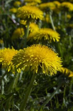 Dandelion Stock Photos