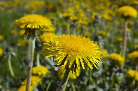 Dandelion Stock Photos