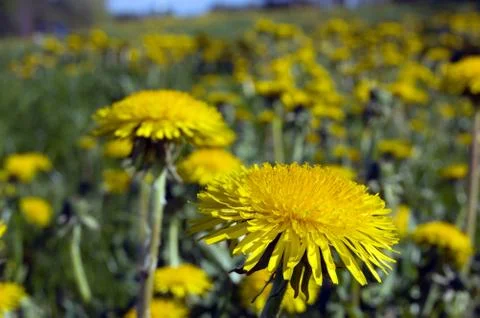 Dandelion Stock Photos