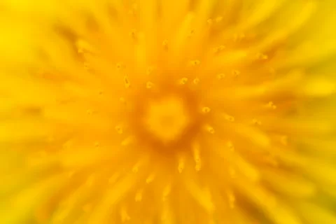 Dandelion Stock Photos