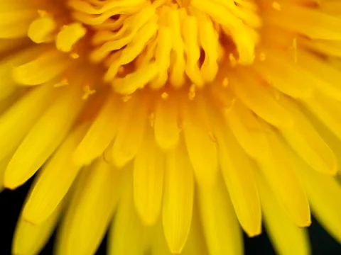 Dandelion Stock Photos