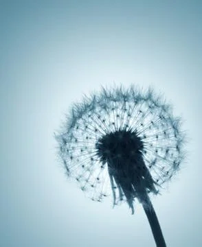 Dandelion Stock Photos