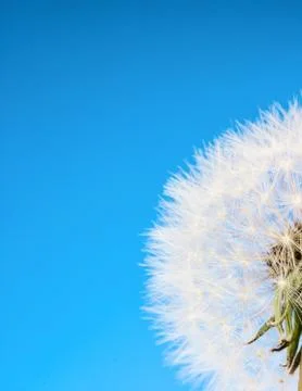 Dandelion Stock Photos