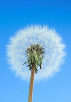 Dandelion Stock Photos