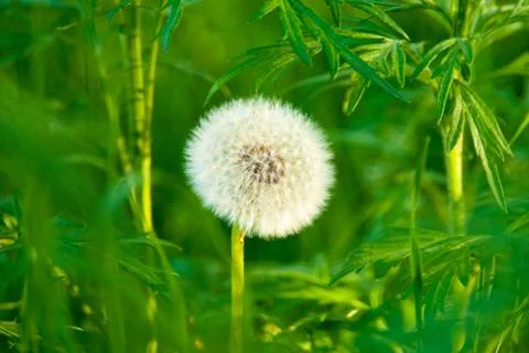 Dandelion Stock Photos