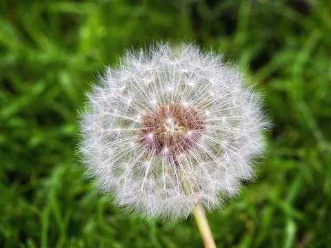 Dandelion Stock Photos