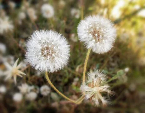 Dandelion Stock Photos