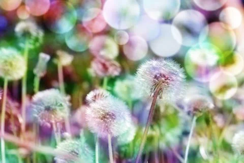 Dandelion Stock Photos
