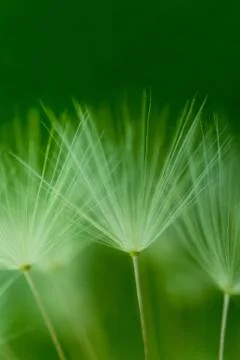 Dandelion Stock Photos