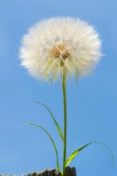 Dandelion Foto stock