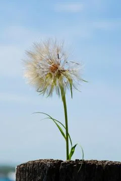 Dandelion Foto stock
