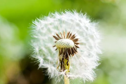 Dandelion Stock Photos