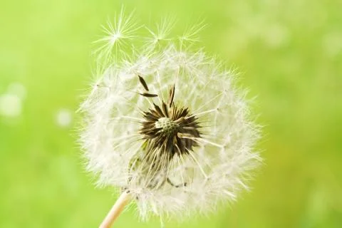 Dandelion Stock Photos