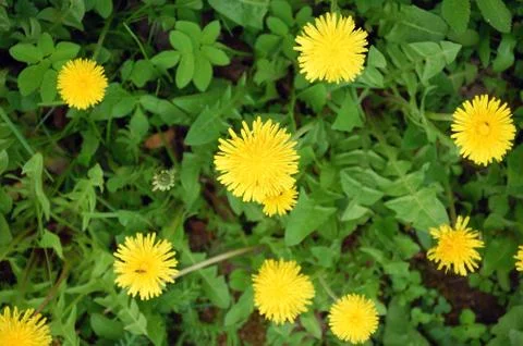 Dandelion Stock Photos