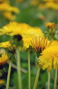 Dandelion Stock Photos