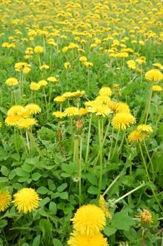 Dandelion Stock Photos