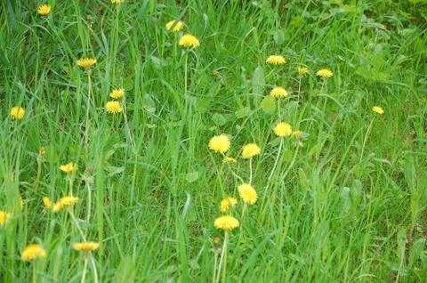 Dandelion Stock Photos