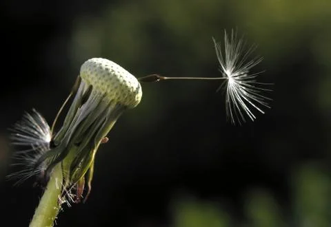 Dandelion Stock Photos
