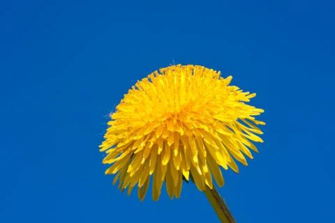 Dandelion Stock Photos