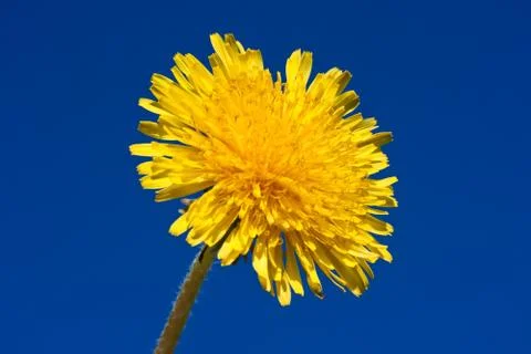 Dandelion Stock Photos