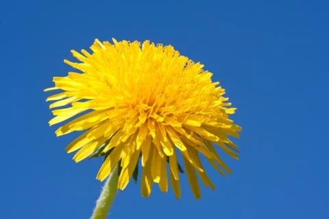 Dandelion Stock Photos