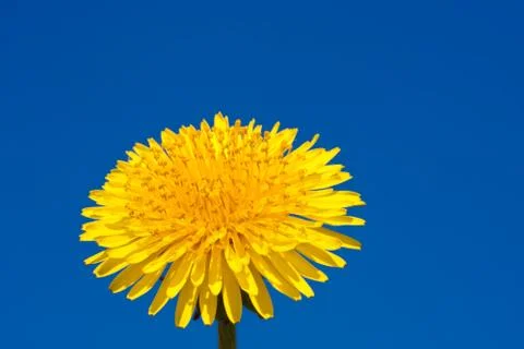 Dandelion Stock Photos