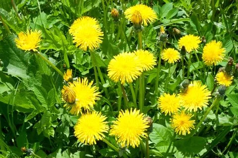 Dandelion Stock Photos
