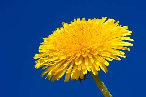 Dandelion Foto stock