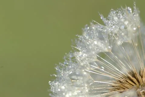 Dandelion Stock Photos
