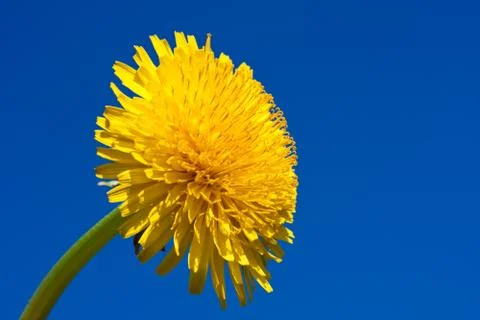 Dandelion Stock Photos