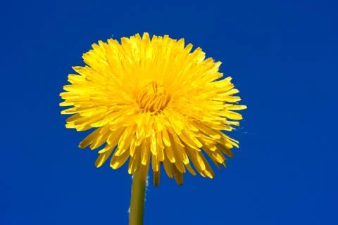 Dandelion Stock Photos