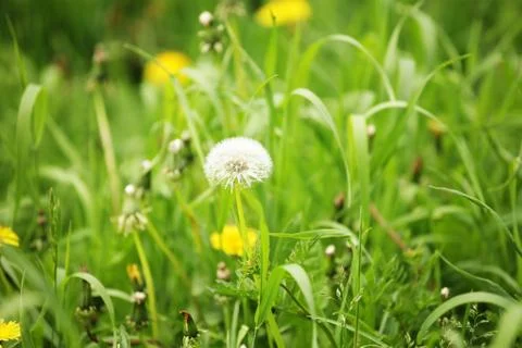 Dandelion Stock Photos