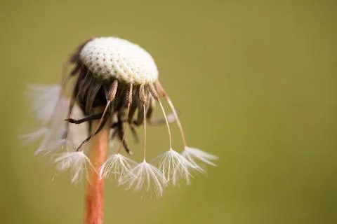 Dandelion. Stock Photos