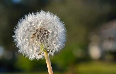 Dandelion  Stock Photos