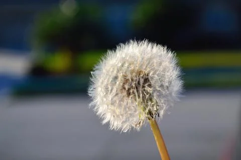 Dandelion Stock Photos