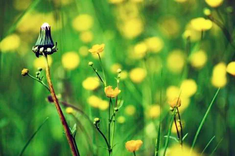 Dandelion Stock Photos