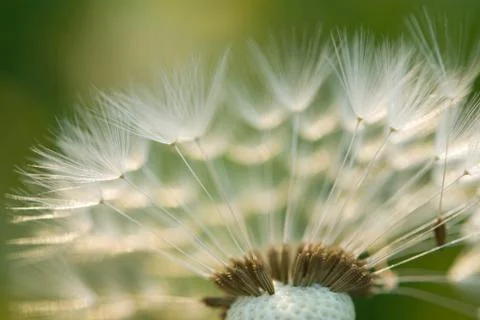 Dandelion Stock Photos