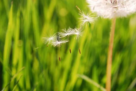 Dandelion Stock Photos
