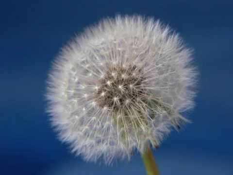 Dandelion Stock Photos