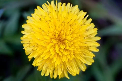 Dandelion Stock Photos