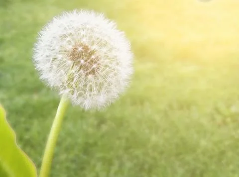 Dandelion Stock Photos