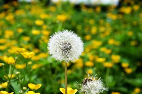 Dandelion Stock Photos