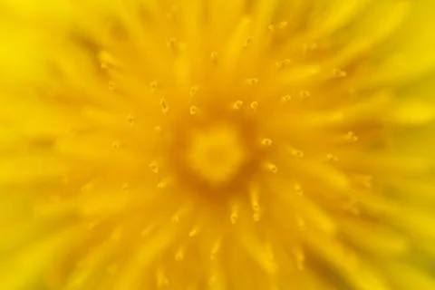 Dandelion Stock Photos