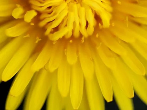 Dandelion Stock Photos