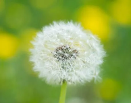 Dandelion Stock Photos