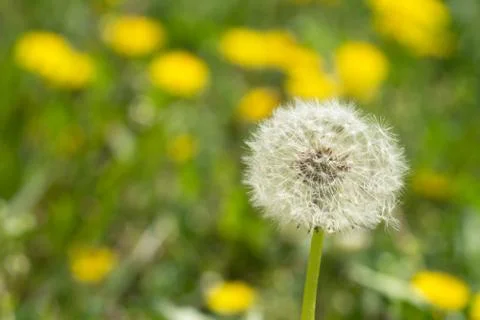 Dandelion Stock Photos